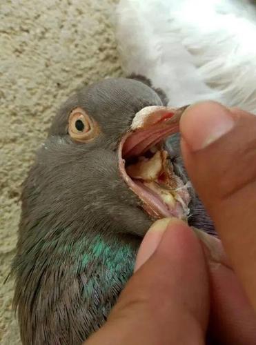 幼鸽出壳多少天清理口黄,毛滴虫?