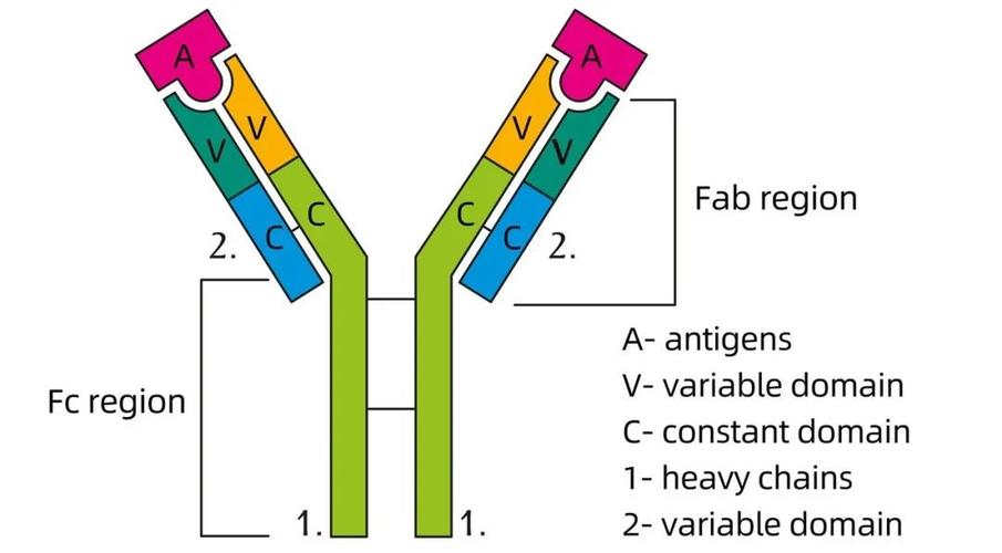 抗体结构