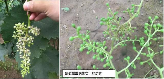 葡萄病害之王—葡萄霜霉病的防治方法总结