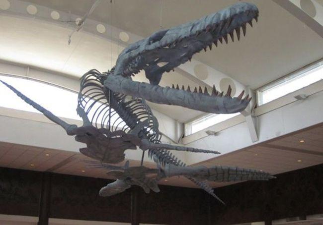 神秘的阿兰伯利怪兽,侏罗纪古海最强海怪,头部长2米,牙尖如钉