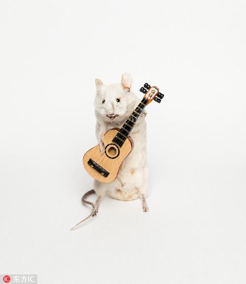 在这组画面中,这些小老鼠似乎无所不能,既会弹吉他,又会吹萨克斯风,既