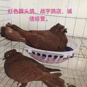红跟头,新疆跟头鸽,翻翻鸽子,观赏鸽,鸽子活体.