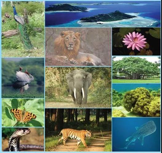 又一种动物正面临灭绝!2021年是解决生物多样性危机的