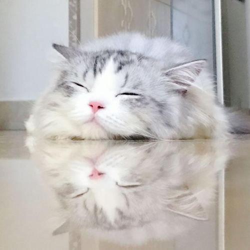 今天街拍的家楼下的小猫咪,看看有喜欢的吗?精美图片