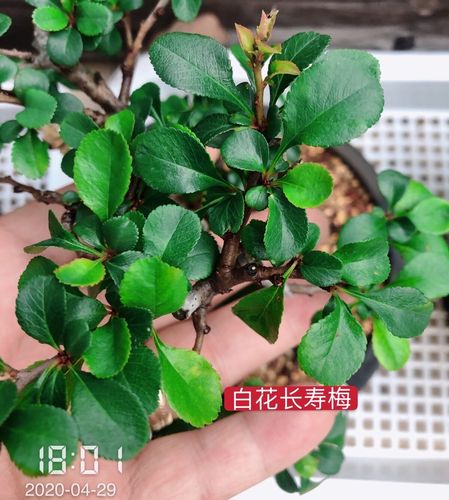 长寿梅盆景 红花一号 白花 八重咲