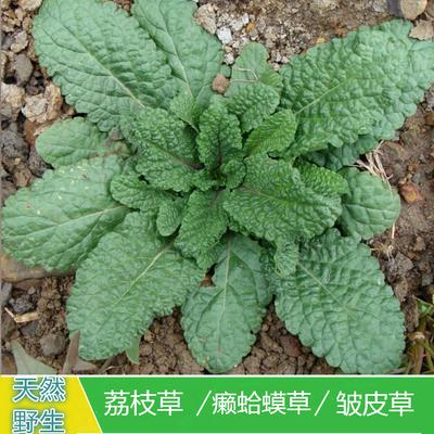 新鲜野生青蛙癞蛤蟆草雪见草荔枝草皱皮草蟾蜍草调咽喉肿痛中草要