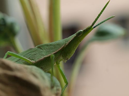 吃紫苏叶的草蜢