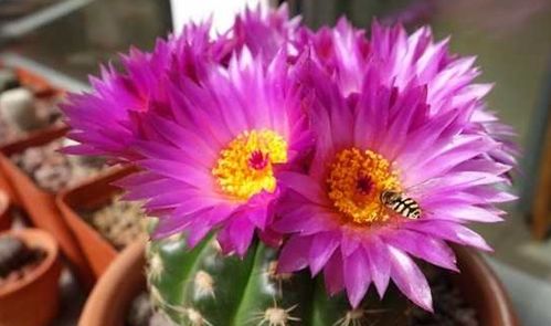 原创八种开花勤快的仙人掌植物,花期超长爆盆容易,适合家居盆栽