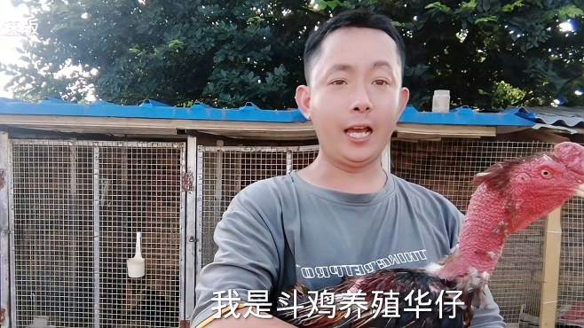 北海单眼斗鸡