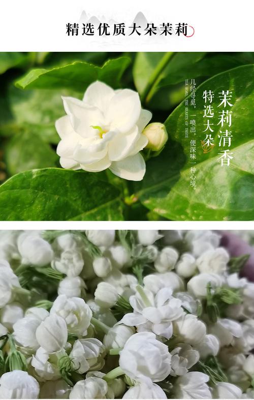 2021新茶茉莉花茶四川花茶碧潭级蜀茗润飘雪浓香横县茉莉花散装批