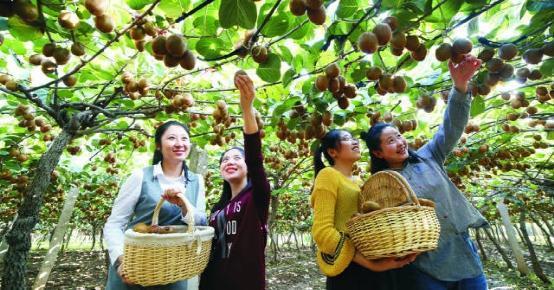 宝鸡眉县多措并举禁止早采早购黄金果