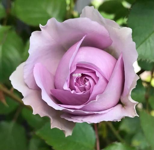 丽拉月季的优缺点分析欢迎补充