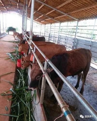 农村养牛简易牛棚搭建图集请点评