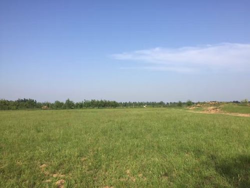 整体出租农场:地址大荔县羌白镇八鱼乡黄甫村.50余亩沙滩地.