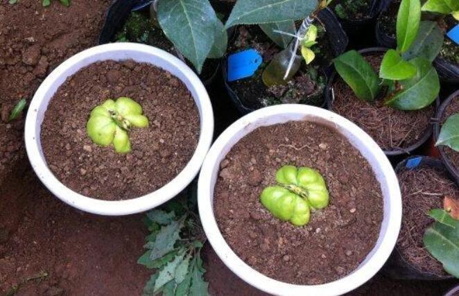 佛手瓜种植听听老农怎么说,佛手瓜种植整个流程总结介绍