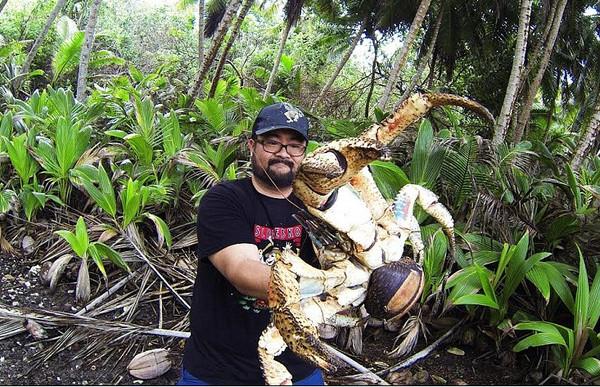 圣诞岛巨无霸「椰子蟹」捕老鼠来吃 身长1米重6公斤!