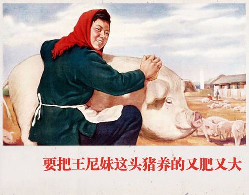 养猪标语宣传画制作