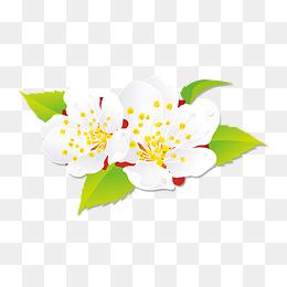 梨花手绘图片大全