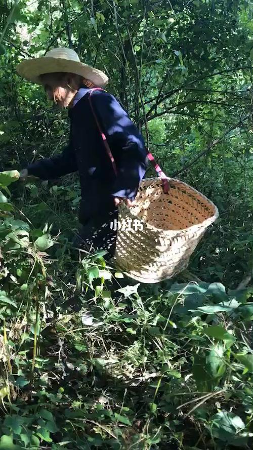 八十多岁老父亲为患者们上山采药_上山采药怎么样_我的日常_资讯_民生
