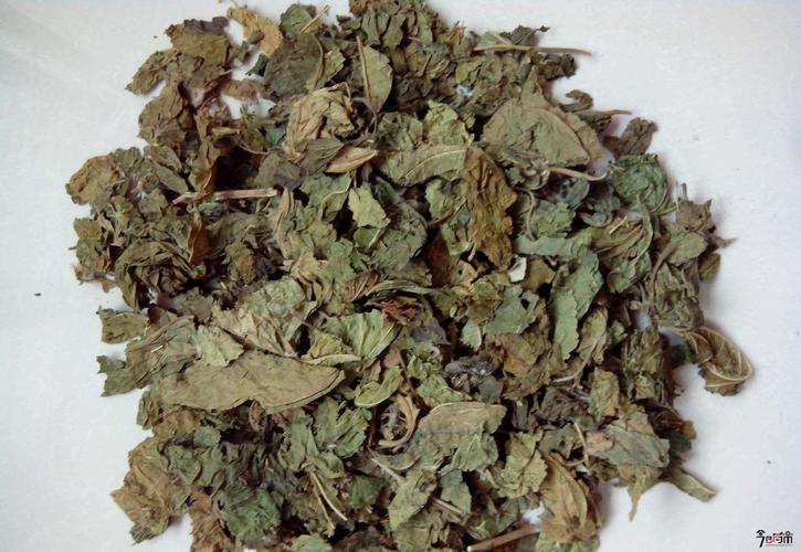 中药材桑叶图片