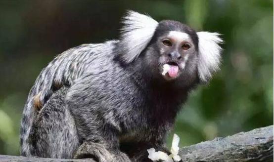 印度再现"人脸"山羊!村民称其是祖先转世,看起来相当诡异