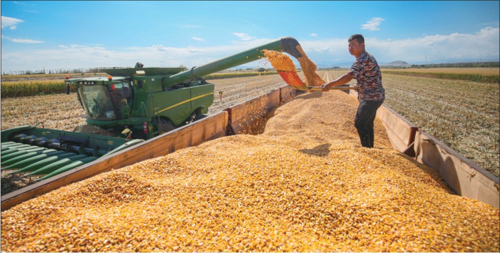 玉米联合收获机收割玉米(图)