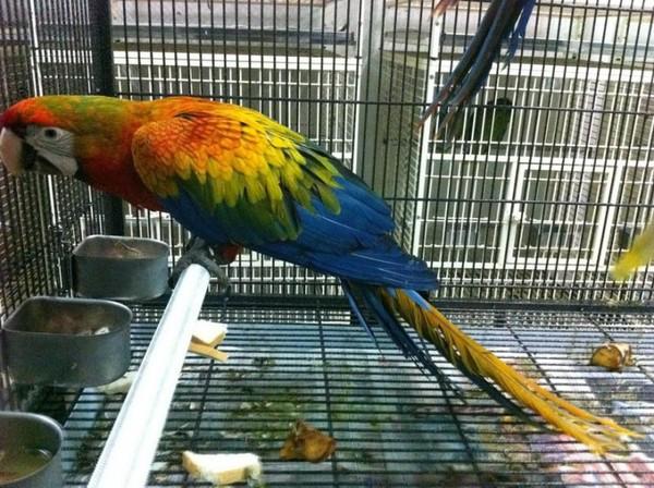 妻子任盼盼说,他们后来才知道,出售的这两只小太阳鹦鹉不普通,属濒危