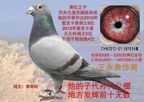 王永贵黄杠之子-河北佳翔鸽舍-中信网爱鸽商城