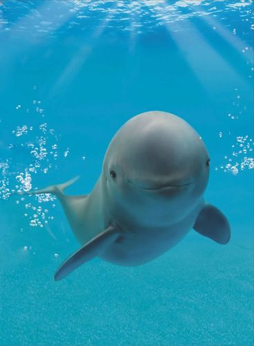 江豚等武汉元素生物面向全球展出