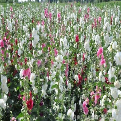 马洛葵花卉种子一斤起发货 植株高度:约60-100cm 花色:混色,单色 花期