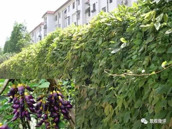 52种园林常用地被.藤本.水生植物