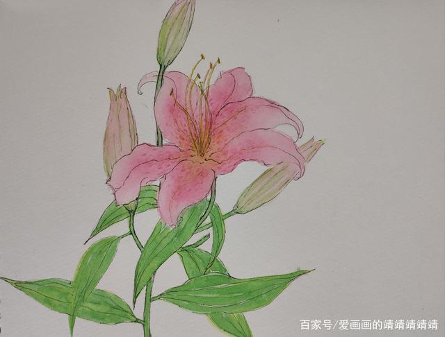 针管笔水彩手绘,画一枝美丽芬芳的百合花