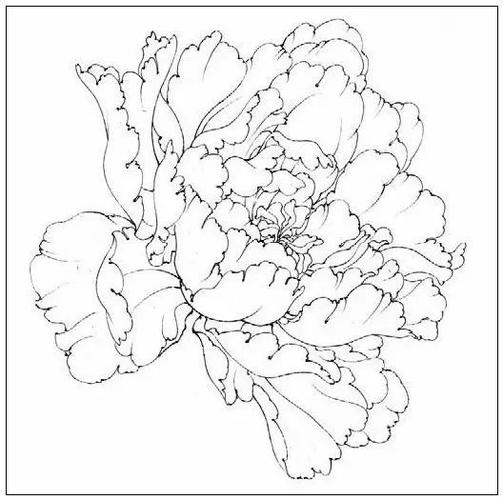▼洛阳春杨妃醉酒墨洒金凤丹白朱砂垒姚黄二乔丹丹红牡丹花头白描图