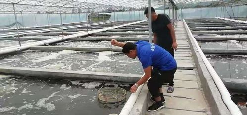 南美白对虾高位池养殖后期亚硝酸盐高!怎么处理?