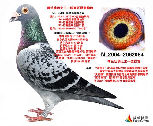 波西瓦原舍黄金种雄