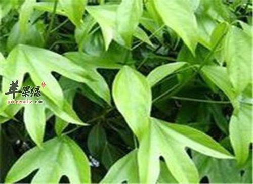 中药材枫荷梨的功效与作用