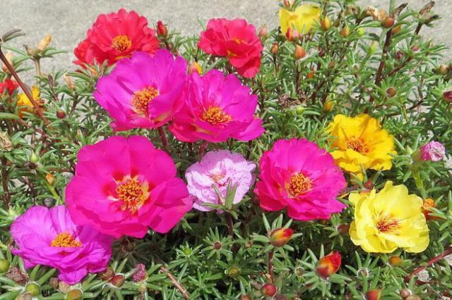 做到这"3点",一个枝10朵花,一盆100朵!