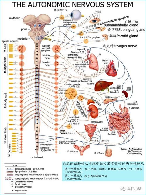 脊神经走行和分布的共同形态学特点: 较大的神经干多与血管伴行于同