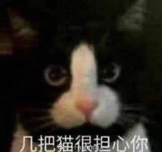 这张好像那个几把猫谁有图