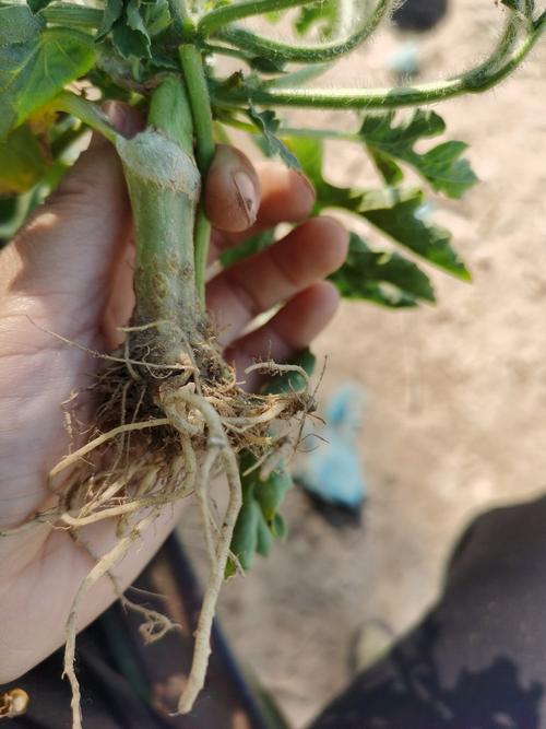 南瓜嫁接西瓜秧,根部出现白色粉面状的东西,不长新根