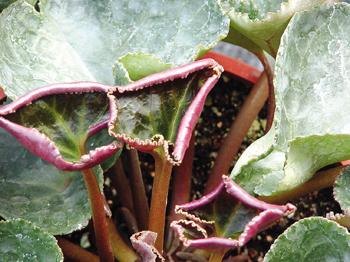 致使仙客来产生叶片枯黄,叶,花畸形等症状,称之为仙客来生理性病害