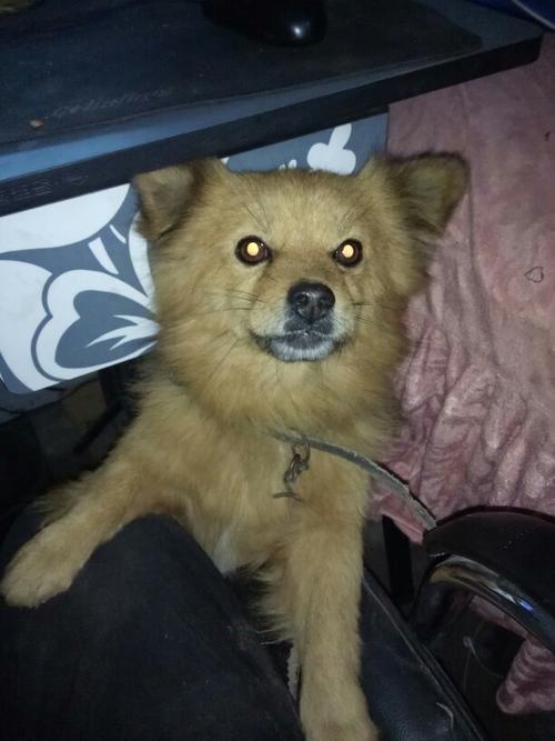 为什么我家狗看到光眼睛是红色的记得以前的狗是绿色的啊?