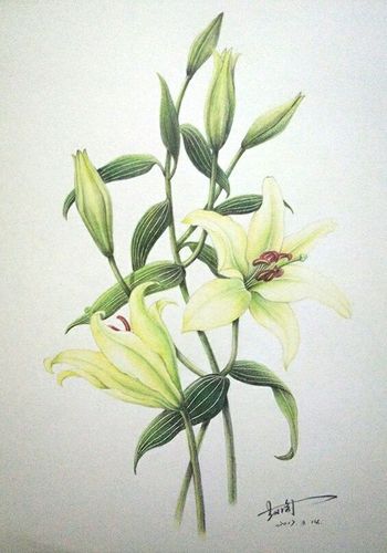 百合花