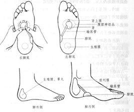 生殖腺