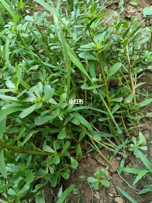 麻子菜~马齿苋_马齿苋_快手菜_饺子_包子_家常快手菜