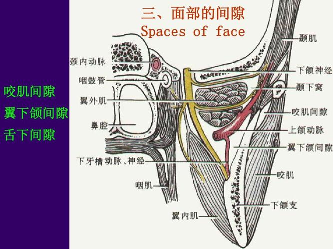 三,面部的间隙 spaces of face 咬肌间隙 翼下颌间隙 舌下间隙