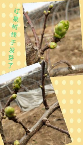 3月11日红果树刚刚发芽的样子