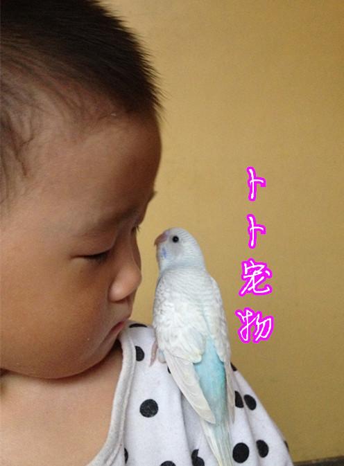 虎皮幼鸟/鸟活体/牡丹鹦鹉/手玩鸟/宠物鸟/文鸟/说话鸟/珍珠鸟