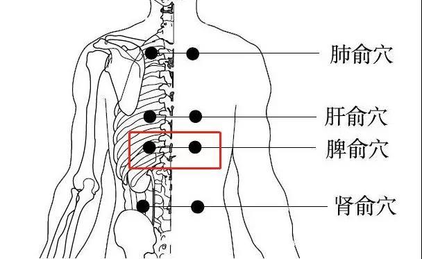 健康资讯 食疗药膳 位置:第11胸椎棘突下,旁开1.5寸.