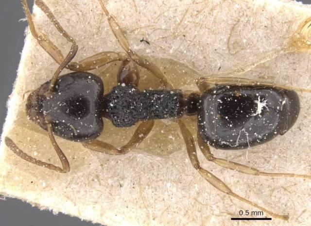 dolichoderus brevis_臭蚁属 - 蚂蚁分类图摘antspic.
